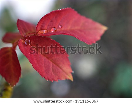 Blurred rose leaf in garden ,Blurred abstract autumn pink leaf for background green leaf with blurred background, rose plant ,macro image ,soft focus for card design