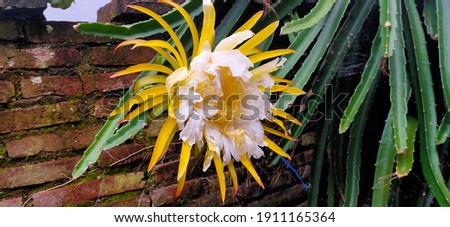 white dragon fruit flower. she blooms every night until morning. she is so amazing