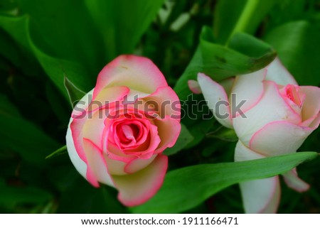 Beautiful white and pink rose on green background. Stock Image