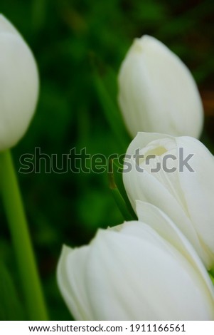 Full bloom of white tulips on green background. Stock Image
