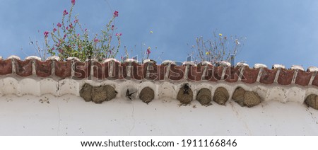 Swallows feeds chicks (Baby birds). Swallows nests below a tile roof in a mediterranean village during a spring day (Torres-Vedras, Portugal).  Royalty-Free Stock Photo #1911166846