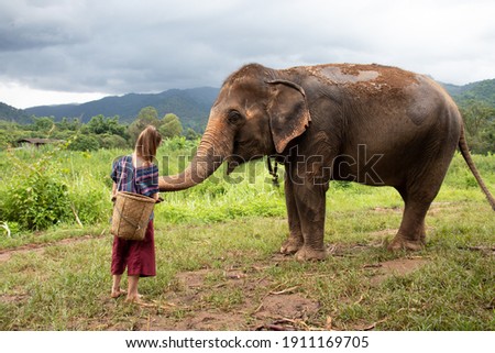 North of Chiang Mai, Thailand. A girl is feeding an elephant in a sanctuary for old elephants.