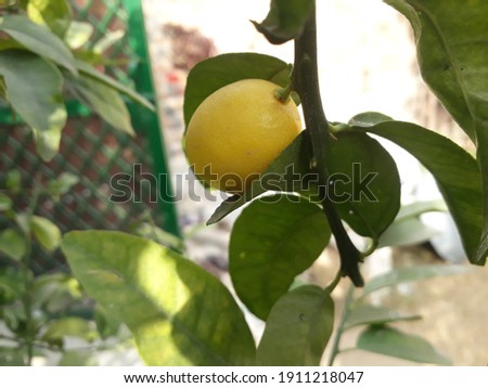 focused picture of a yellow lemon