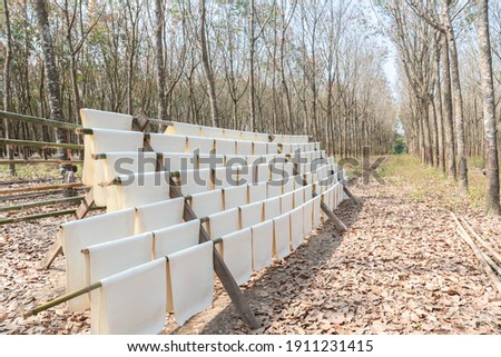 The process of producing rubber sheets, before the rubber sheets for sale to the rubber factory. Royalty-Free Stock Photo #1911231415