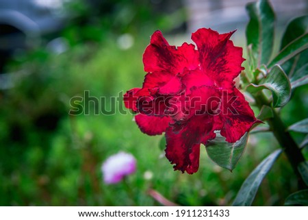 adenium obesum multi layer flower in bloom with a combination of red and a little black on the petals.
Beautiful flower colors are combined with small blurry flowers in the background and blurry green