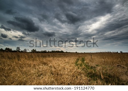 Dark dramatic landscape stormy sky over wetlands Royalty-Free Stock Photo #191124770