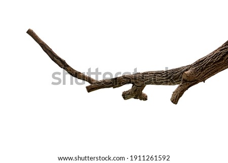 Tree branch isolated on white background with clipping path. Royalty-Free Stock Photo #1911261592
