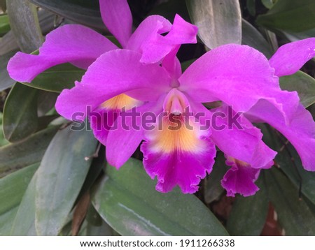 Pink orchid picture has been captured