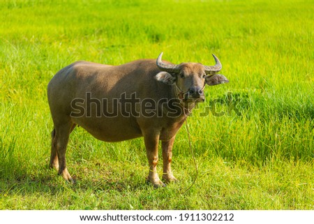 A buffalo is eating grass in the middle of a green meadow in the rainy season.