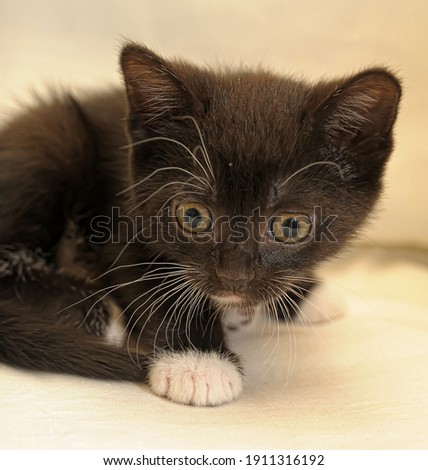 small black with white spots kitten close up