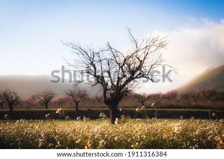 Landscape of a field of almond trees, with a tree without leaves, green grass with little white flowers, and a cloudy sky.