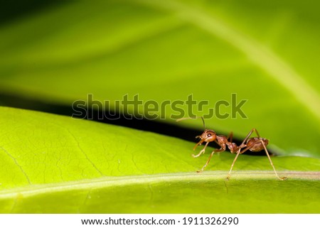 Close up red ant on fresh leaf in nature 