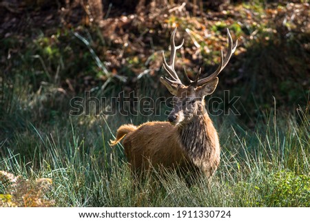 Red Deer Stag during the Autumnal rutting season, United Kingdom
