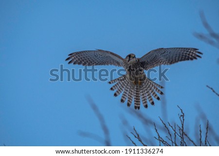 Eurasian Kestrel flying and hunting over Heathland in the Roaches, Staffordshire, United Kingdom 