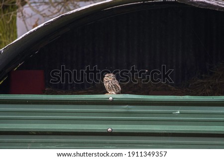 Little Owl perched on the side wall of a pig sty