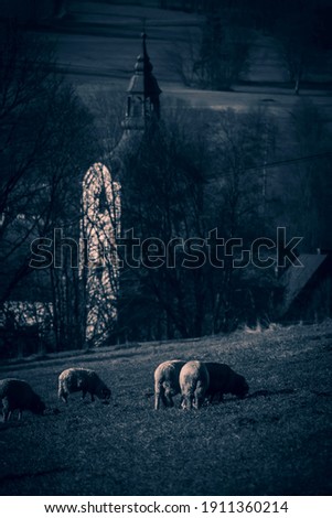Underexposed moody picture of sheep grazing in the meadow and a church tower. Spooky and mystical concept. Dark capture of a landscape. Selective focus on the animals, blurred background.