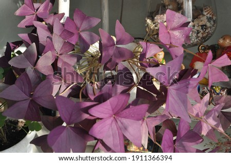 Oxalis Bulbs. Home-made purple sour cream. Home plant. Home flower on the windowsill. Beautiful purple flower for home.