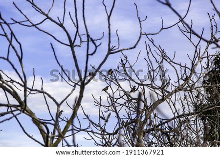 Birds on tree branches