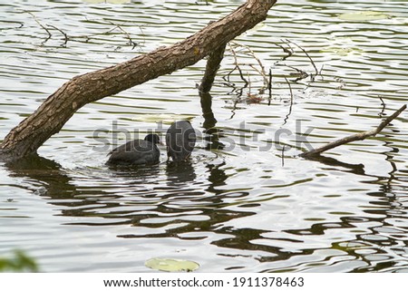 Pair of Eurasian coot (Fulica atra) sitting on the shore of the pond, Lithuania. Spring 2020.
