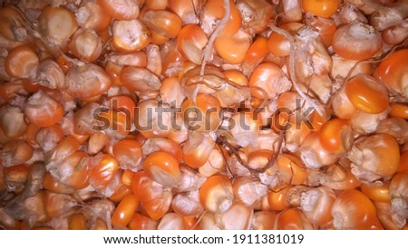 Nature Background of sprouted Corn kernels. Can be used as Background, Wallpaper, etc.