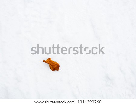 the lonely leaf, snow covered street with one leaf standing out in contrast to the snow, isolated and focused with copy space and nobody on the picture 