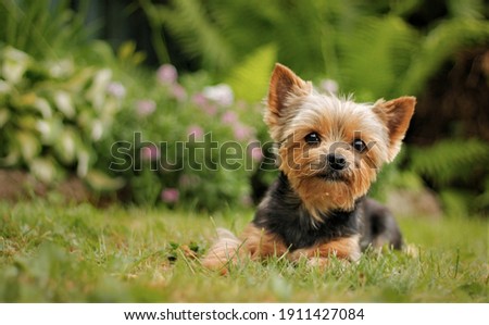 Yorkshire Terrier puppy sitting on the park grass Royalty-Free Stock Photo #1911427084