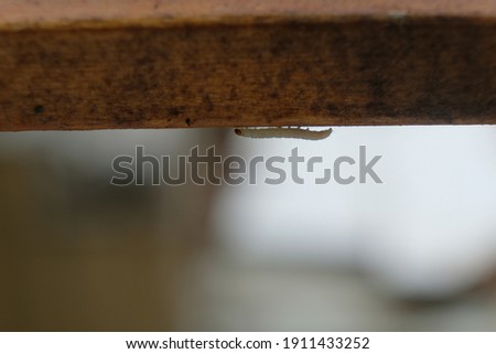 the white maggot crawls under a wooden board