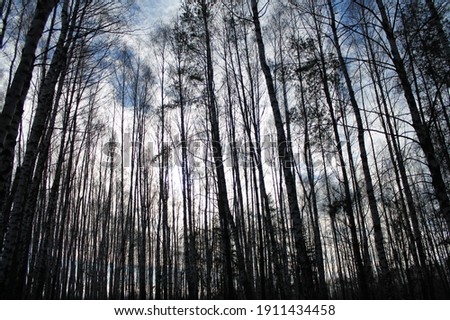 forest, sky, bare branches, late autumn