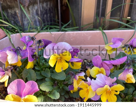 Colorful blooming flowers of heartsease or Viola or Pansy flowers ; Viola × wittrockiana in the garden