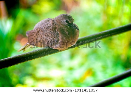 Photography of beautiful Indian mourning dove (Zenaida macroura) sitting on window bar of house in town. Carolina pigeon in natural habitat in the forest on blur, bright light environment background.