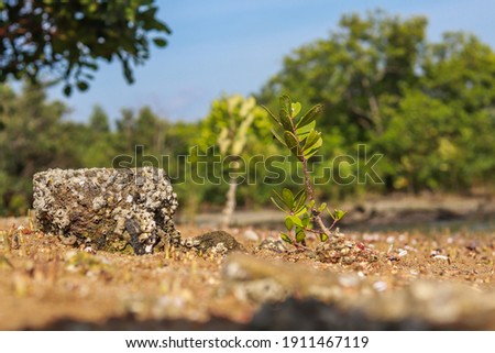 a picture of small mangrove tree and square rock with blurry background.