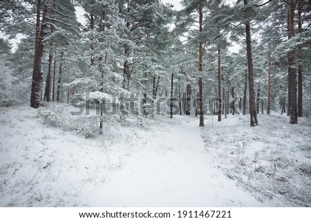 Snow-covered evergreen forest hills. Blizzard. Pine, spruce trees close-up. View from a pathway. Atmospheric landscape. Winter wonderland. Climate change, natural, environmental conservation. Europe