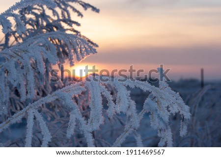 Frost on a branch of grass against the background of the winter evening sky
