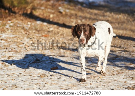 Old danish Pointer dog walking on path in forrest    Royalty-Free Stock Photo #1911472780