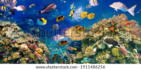 Butterfly fish in the natural environment. Underwater colorful fishes at coral reef at Red Sea. Blue water in Ras Muhammad National Park in Sinai, Egypt