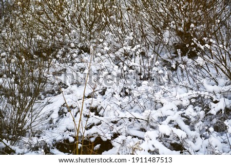 Thickets of bushes and reeds covered with snow. A stream flows under the snow roof. Winter, frost in Finland. Frozen Flora.