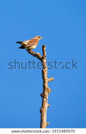 Fieldfare bird sitting on a tree branch (Turdus pilaris)	