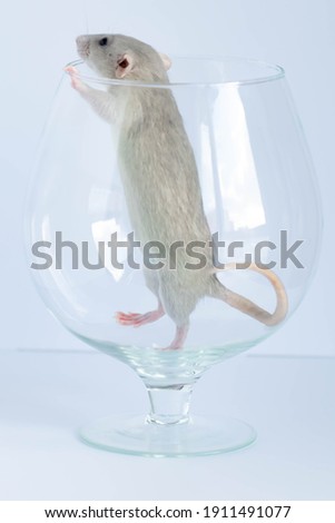 Cute little gray rat in a wine glass
