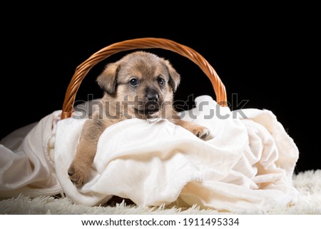 A beautiful puppy in a wicker basket on a white blanket. Studio photo on a black background. Horizontally framed shot.