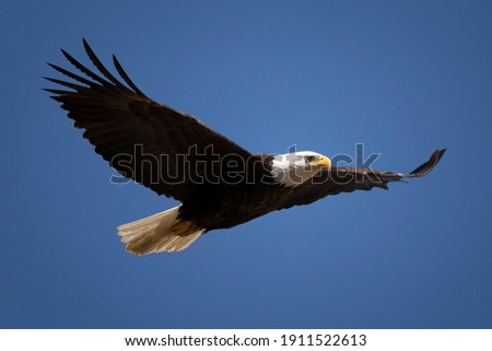 A beautiful Bald Eagle in flight. Royalty-Free Stock Photo #1911522613