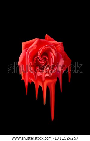 Image of smudged dissolving rose in solution isolated on a black background where the red color is floating down in stripes.