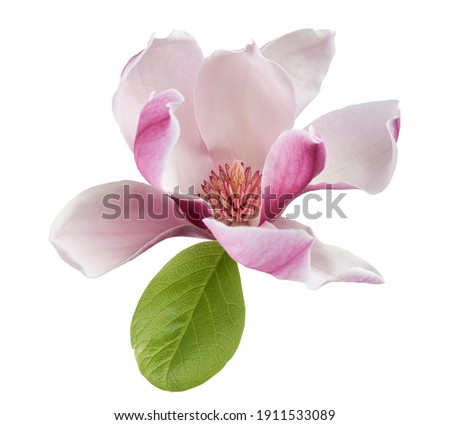 Magnolia liliiflora flower on branch with leaves, Lily magnolia flower isolated on white background with clipping path                             