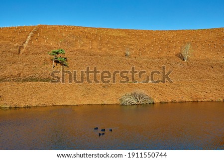 Image of a pond with high bank with newly planted trees with blue sky. Taken on the North coast of Jersey Channel Islands off the coastal paths.
