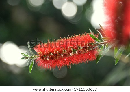 Beautiful fluffy red clusters of Bottlebrush Callistemon flower