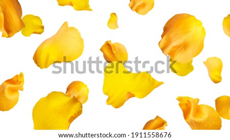 Yellow rose petals isolated on a white background. Flying petals. High quality photo