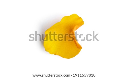 Yellow rose petal isolated on a white background. High quality photo