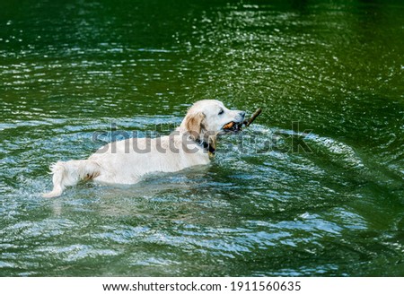 Lovely dog having fun in river
