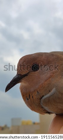 A dove with black eyes and billed with blue sky and white clouds