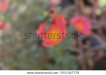 Portulaca, Japanese rose, Moss roses, little hogweed orange flowers, with blur the backdrop in garden. Abstract blurred background concept.