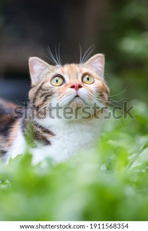 scottish fold cat standing in the garden with green grass. Calico cat looking something.